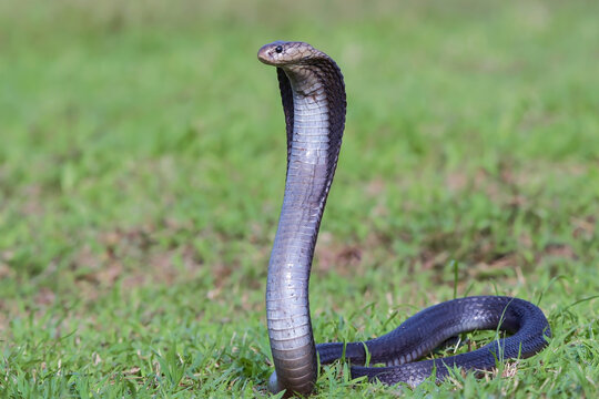 Javan spitting cobra (naja sputatrix) in defensive hood stance on green grass