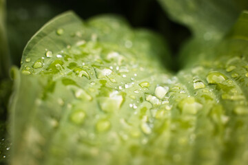 Raindrops on a green plant leaf, the concept of freshness and naturalness  © ketrin