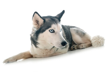 siberian husky in studio © cynoclub