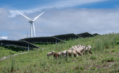 Sheep grazing beneath solar panels beside wind turbine in hybrid renewable energy park in Cadiz province, Andalusia, Spain © ihervas