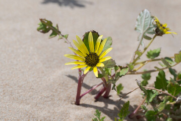 Close-up photograph of Arctotheca calendula, an invasive South African species in the Iberian Peninsula, flowering on the coastal dunes of Bolonia Beach, Tarifa, Cadiz, Spain © ihervas