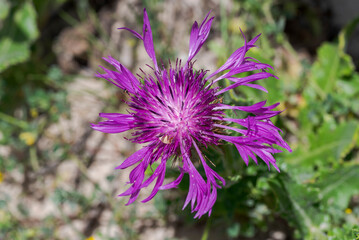Close-up of Centaurea polyacantha flower blooming in the coastal dunes of Bolonia Beach, Tarifa, Cadiz, Spain, highlighting native Mediterranean dune flora © ihervas