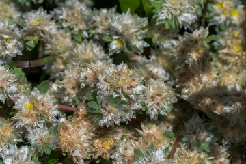 Close-up photograph of Paronychia argentea flowering in the coastal dunes of Bolonia Beach, Tarifa, Cadiz, Spain, highlighting native Mediterranean dune vegetation © ihervas