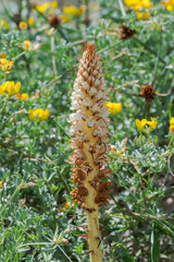 Close-up photograph of Orobanche densiflora growing on coastal dunes at Bolonia Beach, Tarifa, Cadiz, Spain, showcasing a parasitic wildflower native to Mediterranean sandy habitats © ihervas