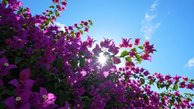 Vibrant purple bougainvillea flowers blooming under clear blue sky
