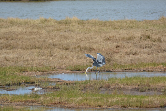 H&eacute;ron cendr&eacute; - R&eacute;serve ornithologique du Teich - Gironde - Nouvelle Aquitaine