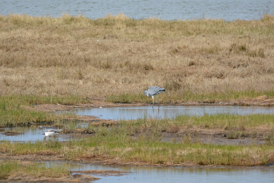 H&eacute;ron cendr&eacute; - R&eacute;serve ornithologique du Teich - Gironde - Nouvelle Aquitaine
