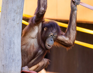 Young Bornean orangutan climbing a wooden pole and hanging from a rope with raised arms, playful moment at Barcelona Zoo, Spain, December 2024 © Alexandre Cuesta