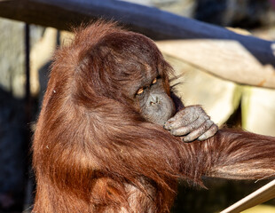 Bornean orangutan with a hand raised to its mouth and a sideways glance, sunlit reddish fur at Barcelona Zoo, Catalonia, Spain, December 2024 © Alexandre Cuesta