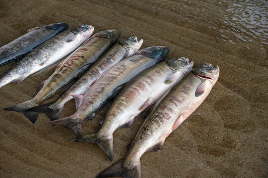 Freshly caught large fish neatly arranged in a row on wet concrete floor for morning auction at local harbor in South Korea.