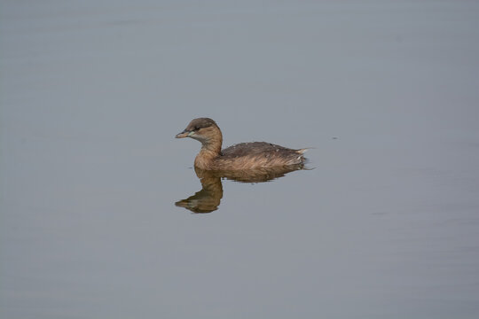 Gr&egrave;be castagbeux nageant sur eau calme avec reflet