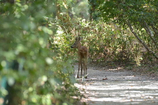 Chevreuil d'europe jeune brocard sur un chemin forestier en &eacute;t&eacute;