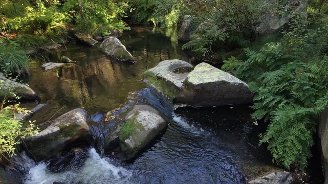Calvelo, Ba&ntilde;os de Molgas, Ourense, Galicia, Spain - Clean Water Trickles Through a Dense Woodland Filled With Green Ferns and Moss-covered Stones - Drone Flying Forward