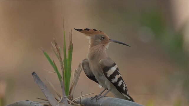 A Eurasian hoopoe (Upupa epops) raises its crest and calls, showing its bold black-and-white wing pattern. Filmed in 4K UHD at 29.97 fps.