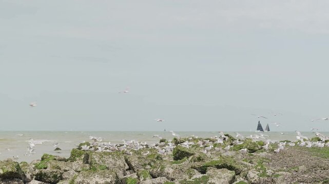 Seagulls land on the rocky shore and children fly kites slow motion girl and boy 8 and 15 years old