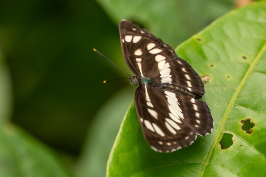 Common Sailor - Neptis hylas, beautiful small brown and white butterfly from Southeast Asian meadows and woodlands, Vietnam.