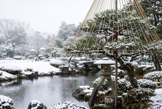 冬の雪吊りの松 縄を円錐状に張った庭園の松と雪 日本庭園の冬支度 石灯籠 左側に余白