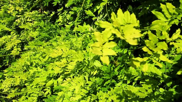 Dense green foliage displays a variety of vibrant leaves in a natural outdoor setting, illuminated by bright sunlight creating a lively atmosphere