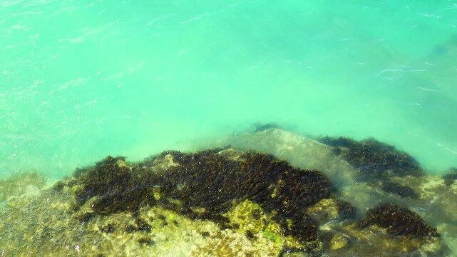 Clear turquoise water gently laps against rocky shoreline, showcasing vibrant seaweed and marine life along the coast in a tropical setting