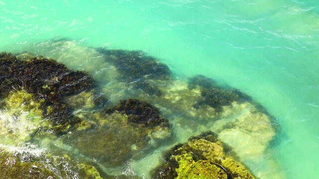 Clear turquoise water gently laps against rocky shoreline, showcasing vibrant seaweed and marine life along the coast in a tropical setting