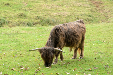 Scottish Long-Haired Highland Cattle cow, Bos Taurus, grazing in a pasture reserve in the rural countryside © MikeCS Images