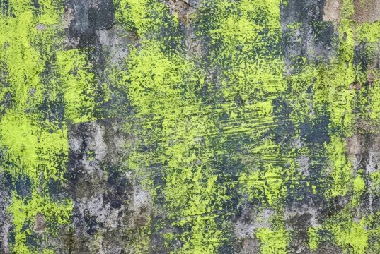 lichen on a tree