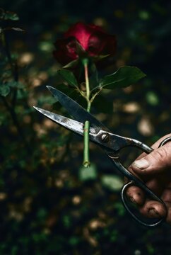 scissors and rose