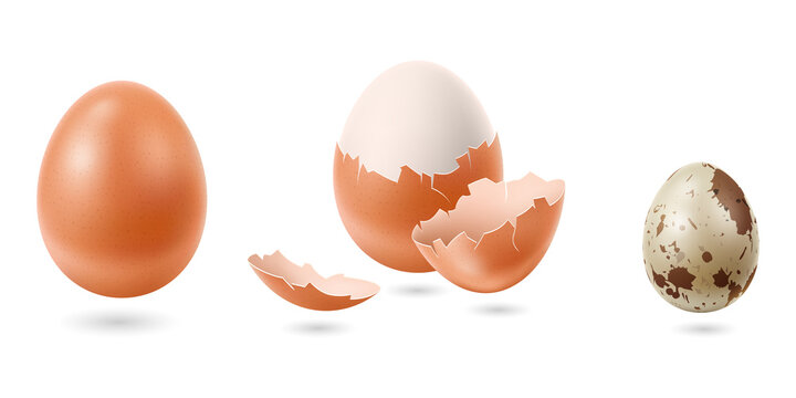Isolated brown chicken eggs and a small spotted quail egg on white background transparent background