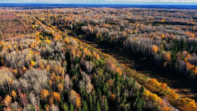 Aerial view of autumn forest featuring diverse foliage and colorful leaf patterns across landscape