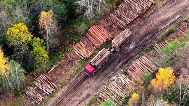 Logging truck transporting stacked timber along muddy forest road amid vibrant autumn foliage