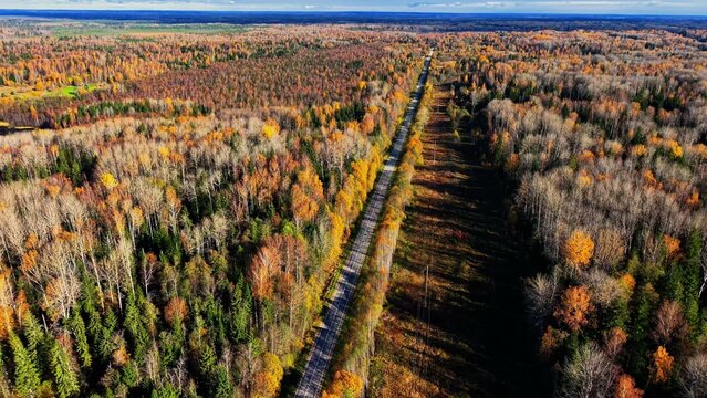 Autumn forest landscape with road stretching through golden and brown foliage