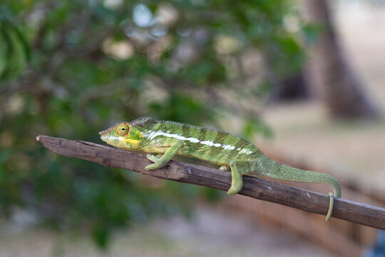 4 Camaleonte sul ramo a Nosy be in Madagascar