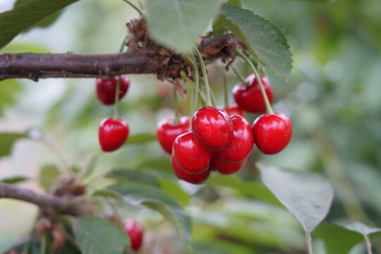 Big cherry with bright red branches, freshly picked cherries