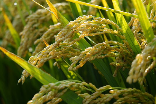 Golden and full ears of rice matured in the field to be harvested.