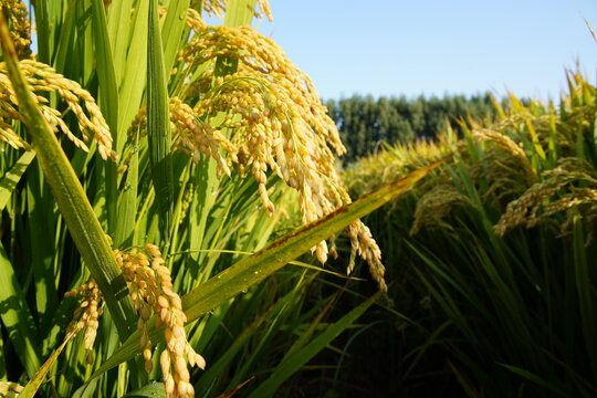 Golden and full ears of rice matured in the field to be harvested.