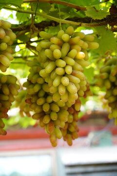 Grapes covered in vines and vines