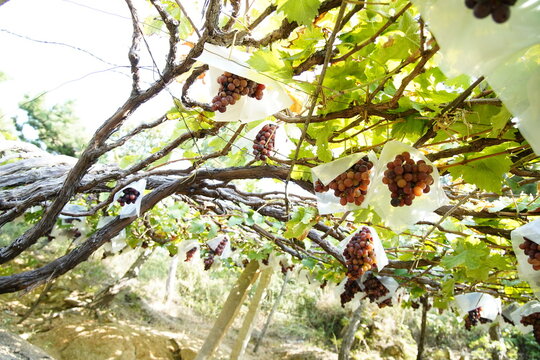 Grapes covered in vines and vines