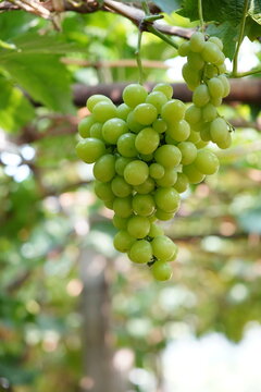 Grapes covered in vines and vines