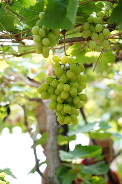 Grapes covered in vines and vines
