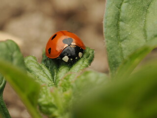 Mariquita de siete puntos descansando sobre una hoja verde en la naturaleza, resaltando sus colores vibrantes y detalles únicos. © Fede