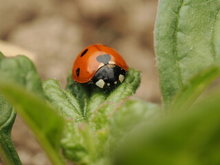 Mariquita de siete puntos descansando sobre una hoja verde en la naturaleza, resaltando sus colores vibrantes y detalles únicos. © Fede
