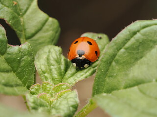 Mariquita de siete puntos descansando sobre una hoja verde en la naturaleza, resaltando sus colores vibrantes y detalles únicos. © Fede