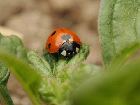Mariquita de siete puntos descansando sobre una hoja verde en la naturaleza, resaltando sus colores vibrantes y detalles &uacute;nicos.