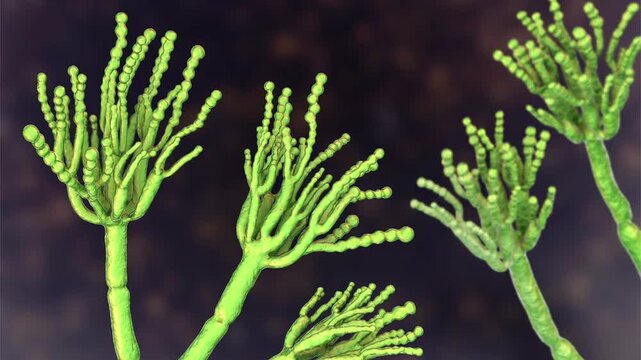 Penicillium, 3D animation. Filamentous mould with characteristic brush-like conidiophores and chains of conidia, important in medicine, food production, biotechnology and environmental microbiology.