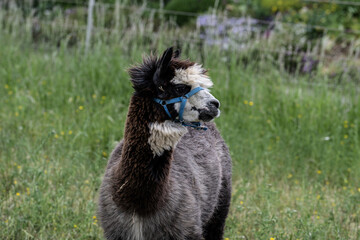alpaka tier natur lama © fotorena.de