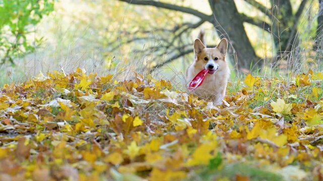 video of a corgi playing frisbee in an autumn park