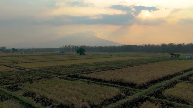 Aerial drone view rising over harvested agricultural fields and teak forest toward a hazy mountain at sunset