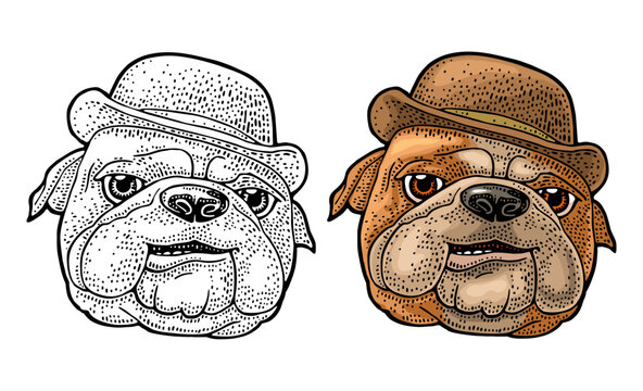 Bulldog or boxer dog head wearing classic bowler hat. Vintage color hand drawn engraving illustration. Isolated on white background. Hand drawn design element for poster, for logo, mascot, t-shirt