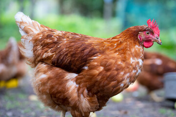 Brown hen standing outdoors on free range organic poultry farm © Agnieszka