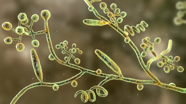 Trichophyton mentagrophytes, 3D animation. Dermatophyte fungus with septate hyphae and conidia, a common cause of ringworm, athlete's foot and other superficial skin, hair and nail infections.